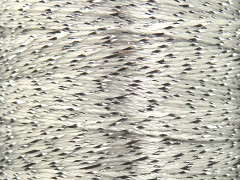 Camellia cívka - bílostříbrná