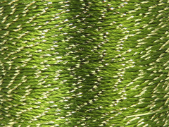 Camellia cívka - zelenozlatá